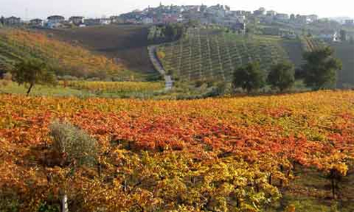ABRUZZO-vigna
