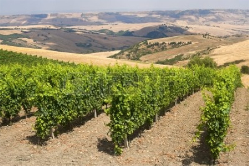 Basilicata-vigna.jpg