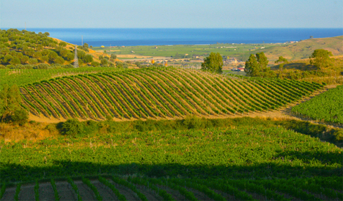 Calabria-vigna