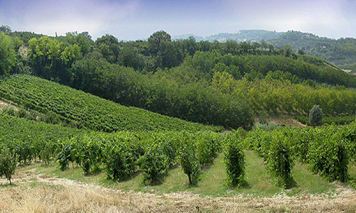 EMILIA ROMAGNA-vigna