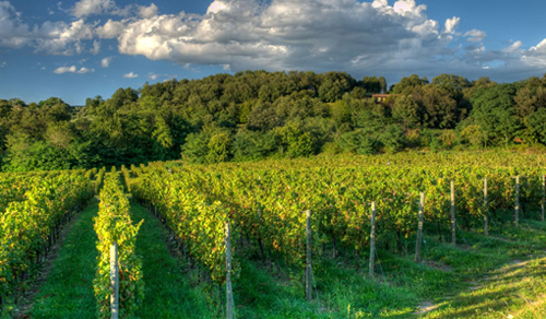 LOMBARDIA-vigna.jpg