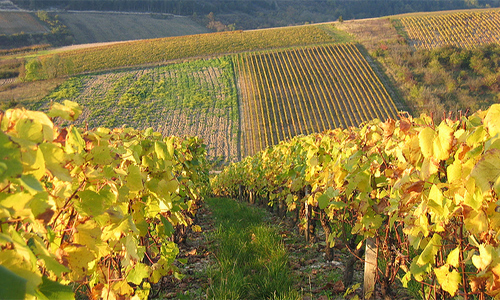 Lazio-vigna