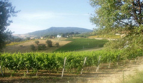 MOLISE-vigna.jpg