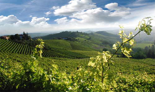 PIEMONTE-vigna