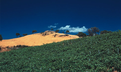 SARDEGNA-vigna.jpg