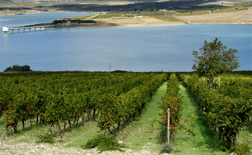 Sicilia-vigna.jpg
