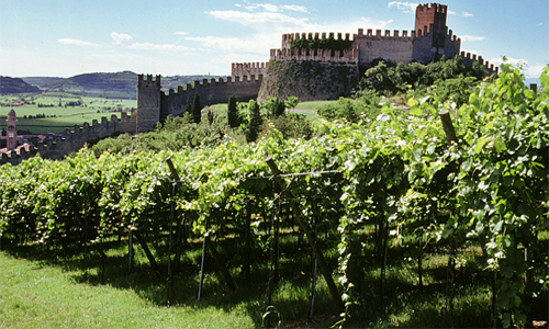 TOSCANA-vigna