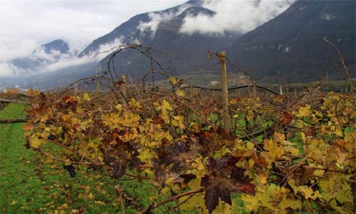 TRENTINO-vigna.jpg