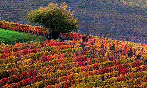 UMBRIA-vigna